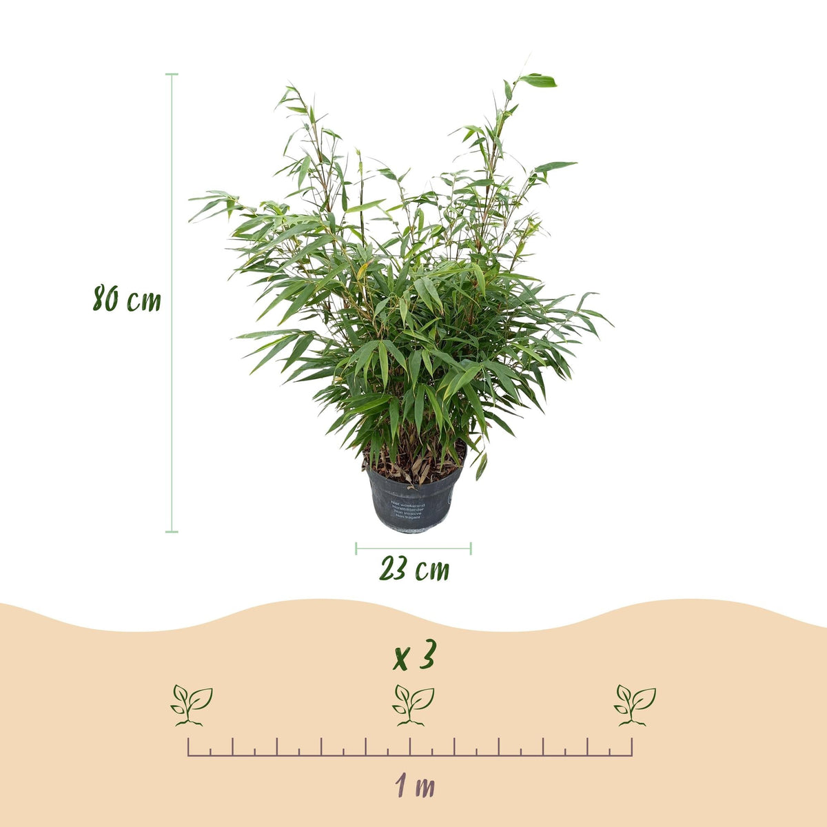 Bambus Fargesia robusta Pingwu nicht wuchernd immergrün 80cm 23cm für Garten Terrasse Balkon Hecke Sichtschutz pflegeleicht winterhart grüne