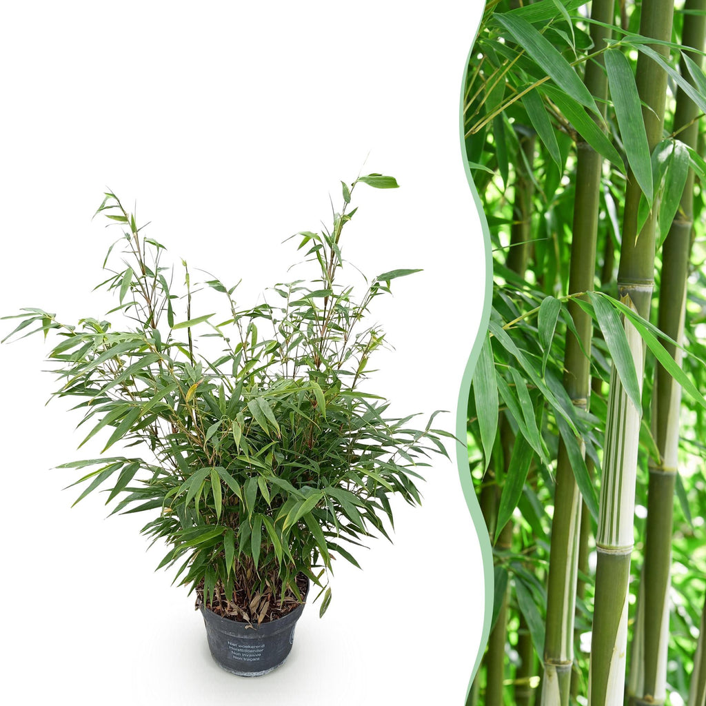 Bambus Fargesia robusta Pingwu nicht wuchernd immergrün 80cm 23cm für Garten Terrasse Balkon Hecke Sichtschutz pflegeleicht winterhart grüne