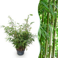 Bambus Fargesia robusta Pingwu nicht wuchernd immergrün 80cm 23cm für Garten Terrasse Balkon Hecke Sichtschutz pflegeleicht winterhart grüne