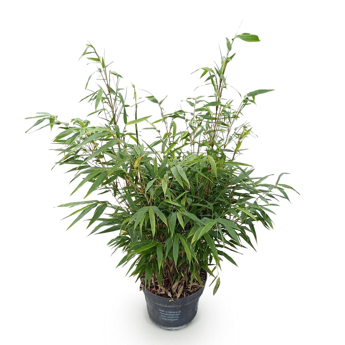 Bambus Fargesia robusta Pingwu nicht wuchernd immergrün 80cm 23cm für Garten Terrasse Balkon Hecke Sichtschutz pflegeleicht winterhart grüne