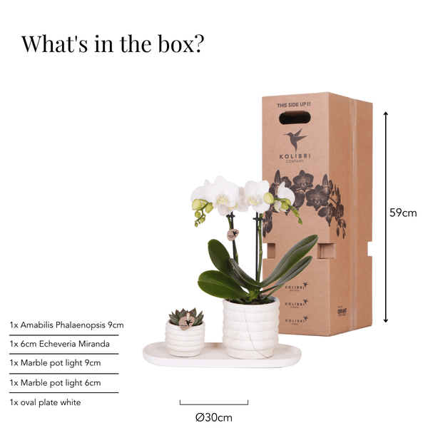 Phalaenopsis Orchidee Lausanne Weiß + Sukkulente – Pflanzenset – Zimmerpflanze inkl. Keramik Topfset im Marmor – Design & Tablett