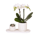 Phalaenopsis Orchidee Lausanne Weiß + Sukkulente – Pflanzenset – Zimmerpflanze inkl. Keramik Topfset im Marmor – Design & Tablett