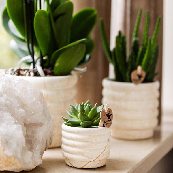 Phalaenopsis Orchidee Lausanne Weiß + Sukkulente – Pflanzenset – Zimmerpflanze inkl. Keramik Topfset im Marmor – Design & Tablett