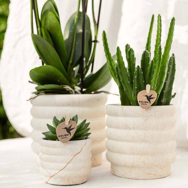 Phalaenopsis Orchidee Lausanne Weiß + Sukkulente – Pflanzenset – Zimmerpflanze inkl. Keramik Topfset im Marmor – Design & Tablett